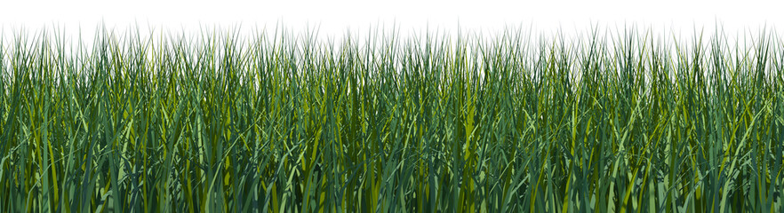 Rendered grass field