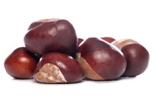 Horse-chestnut Conkers