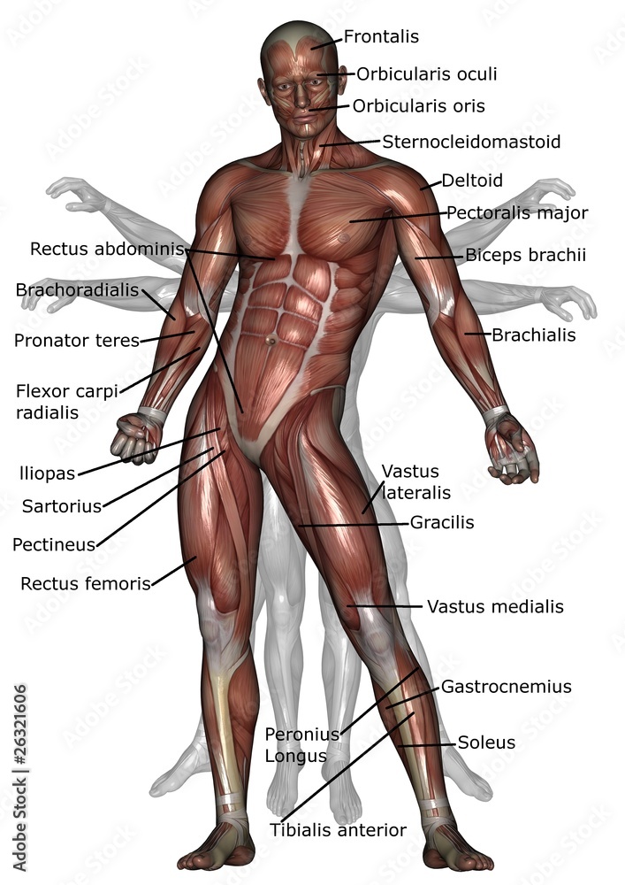 anatomy of human muscles (front) Stock Illustration | Adobe Stock