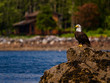 Bald eagle on a rock