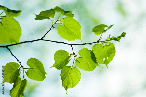 Naklejka samoprzylepna Liście tilia