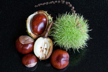 Chestnuts & Conkers