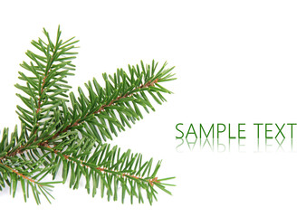 spruce branch over white background