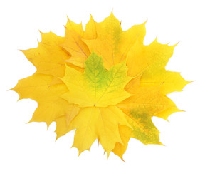 Wall Mural - Autumn maple leaves