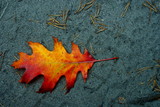 Fototapeta  - autumn leaf 2