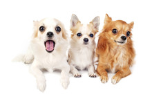 Three Chihuahuas Lying In Line On White