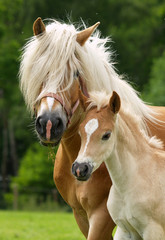 Fotoroleta świeży koń klacz kucyk dzieci