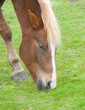 chestnut coloured horse