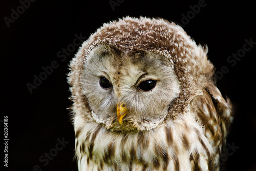 Obraz na płótnie canvas trzyczęściowy "tryptyk" Portret ural owl, strix uralensis, nightbird