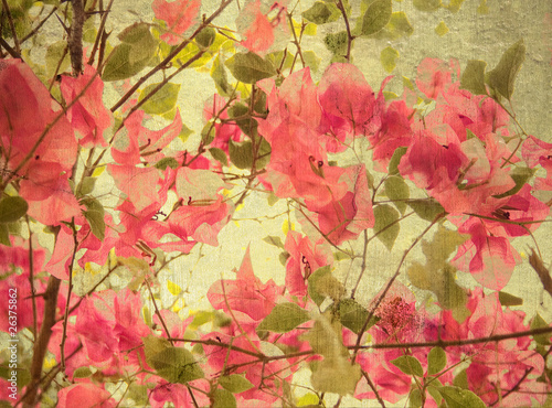 Obraz w ramie Pink bougainvillea art background