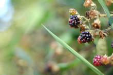 Blackberries Above The Grass Leaf
