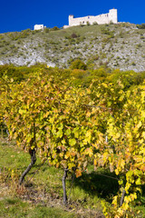 ruins of Devicky castle with vineyard, Czech Republic