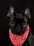 Fototapeta Psy - dog wearing red bandanna