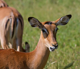 Fototapeta Sawanna - antelope