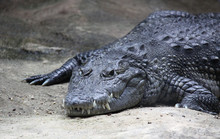 Central American Crocodile