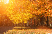 Beautiful Sunny Yellow Autumn Aprk Landscape