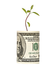 Wall Mural - Avocado shoot growing from dollar bill