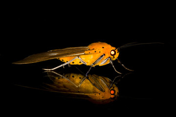 Insects at night. 2