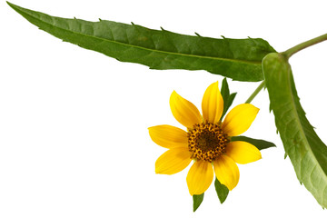 Wall Mural - Nodding Bur-marigold