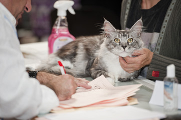 Exposition jugement chat Maine coon