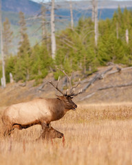 Wall Mural - Elks