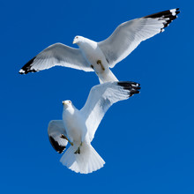 Two White Seagulls In Blue Sky, Flying In Tandem