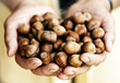Hazelnuts handful in elderly village woman hands.