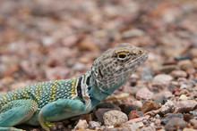Collard Lizard (Crotaphytus Collaris) In Southern Arizona (USA)