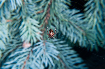 spider on web hanging on the branch