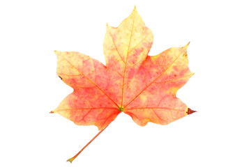 autumn maple leaf