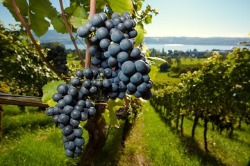 ripe purple grapes