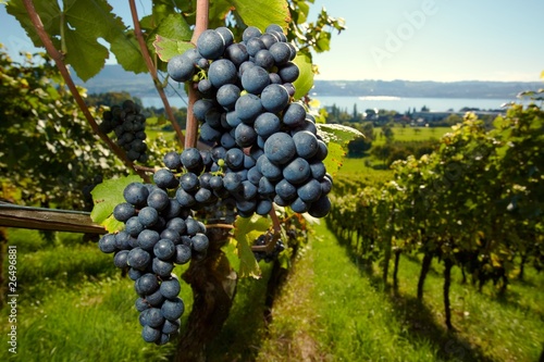 Naklejka dekoracyjna ripe Purple Grapes