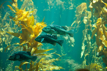 black rockfish