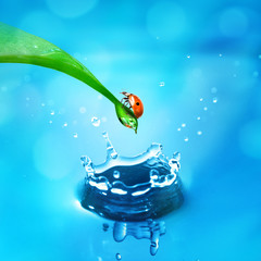 Wall Mural - lady bug on green leaf and water splash
