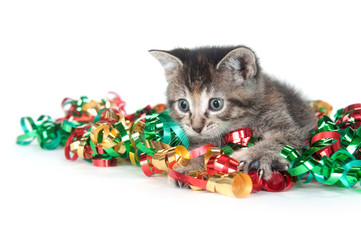 Wall Mural - tabby kitten with Christmas tinsel