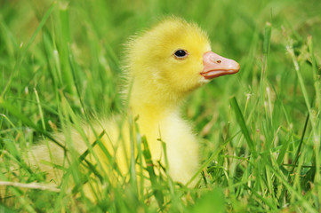 Wall Mural - duckling