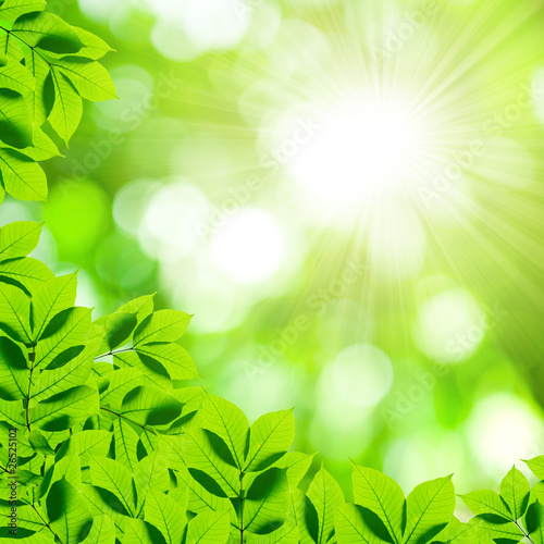 Naklejka samoprzylepna Liście z bokeh tłem