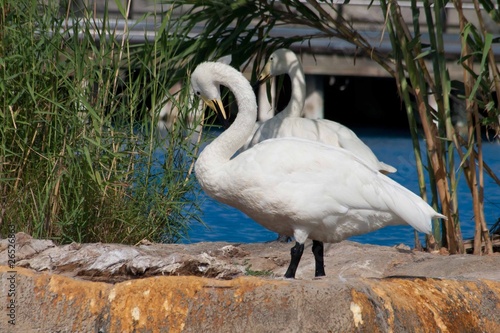 Tapeta ścienna Kaczki, valencia, oceanografic, hiszpania