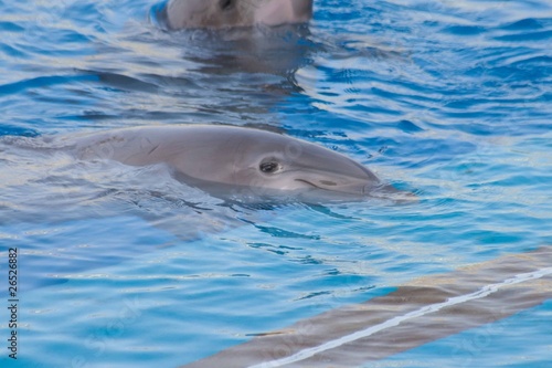Tapeta ścienna Delfiny, walencja, oceanografic, hiszpania