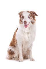 Wall Mural - Border collie dog isolated on a white background