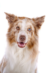 Wall Mural - Head of border collie dog isolated on a white background