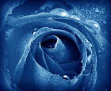 Blue Rose Detail With Dew Drops