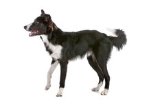 Side View Of Border Collie Dog Isolated On White