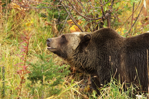Tapeta ścienna Mężczyzna niedźwiedź grizzly chodząc po łące górskiej.