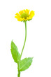 Yellow flower isolated on white background (selective focus)