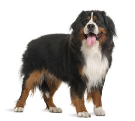 Wall Mural - Bernese Mountain Dog, 3 years old, standing