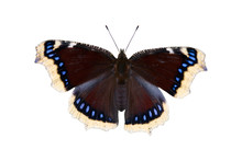 The Mourning-cloak Butterfly
