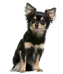 Chihuahua, 2 years old, sitting in front of white background