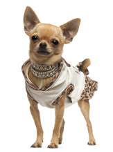 Chihuahua, 14 Months Old, Dressed Up And Standing