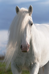 Fototapeta dziki portret koń